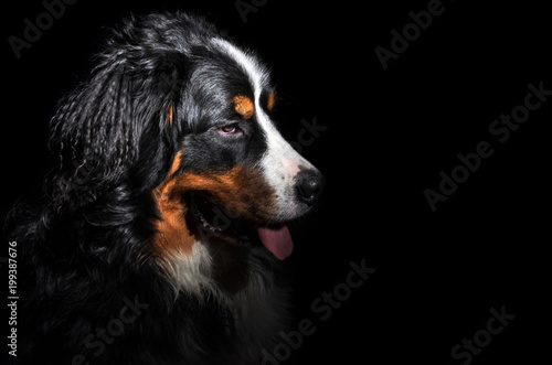 Berner Sennenhund dog isolated on black background