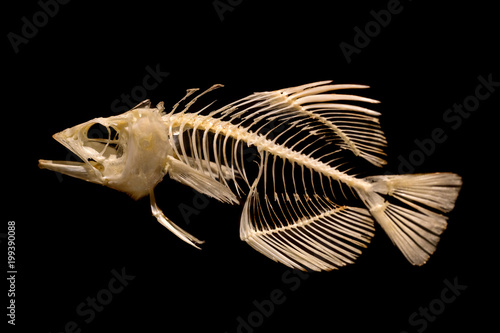 Skeleton of fish on black background