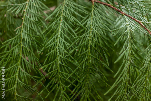 conifer tree twings