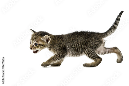 kitten on a white background