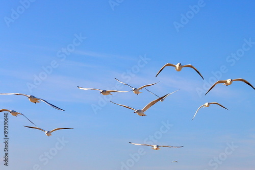 Flock of seagull gull birds flying hovering swooping in sky on a sunny clear blue day