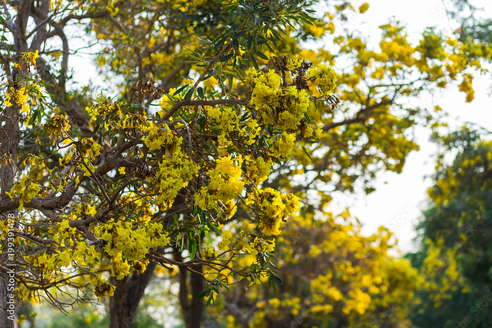 Golden trumpet tree at Park in on blue sky background. Golden trumpet tree at Park in on blue sky background.