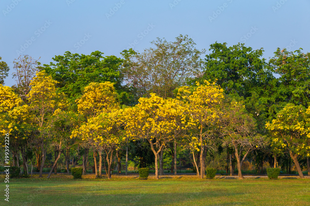 Naklejka premium Golden trumpet tree at Park in on blue sky background.
