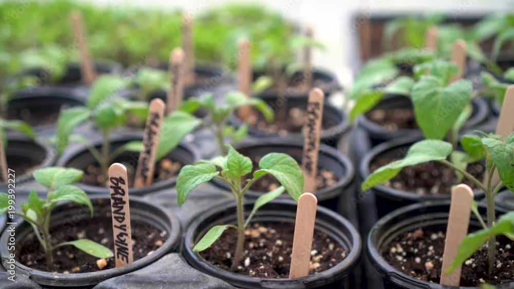 Closeup rotating slider clip to the left of Brandywine Tomato seedlings in starter flats in a greenhouse. Closeup rotating slider clip to the left of Brandywine Tomato seedlings in starter flats in a greenhouse.
