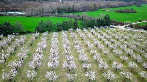 Campos de almendros y cereal al lado de un canal