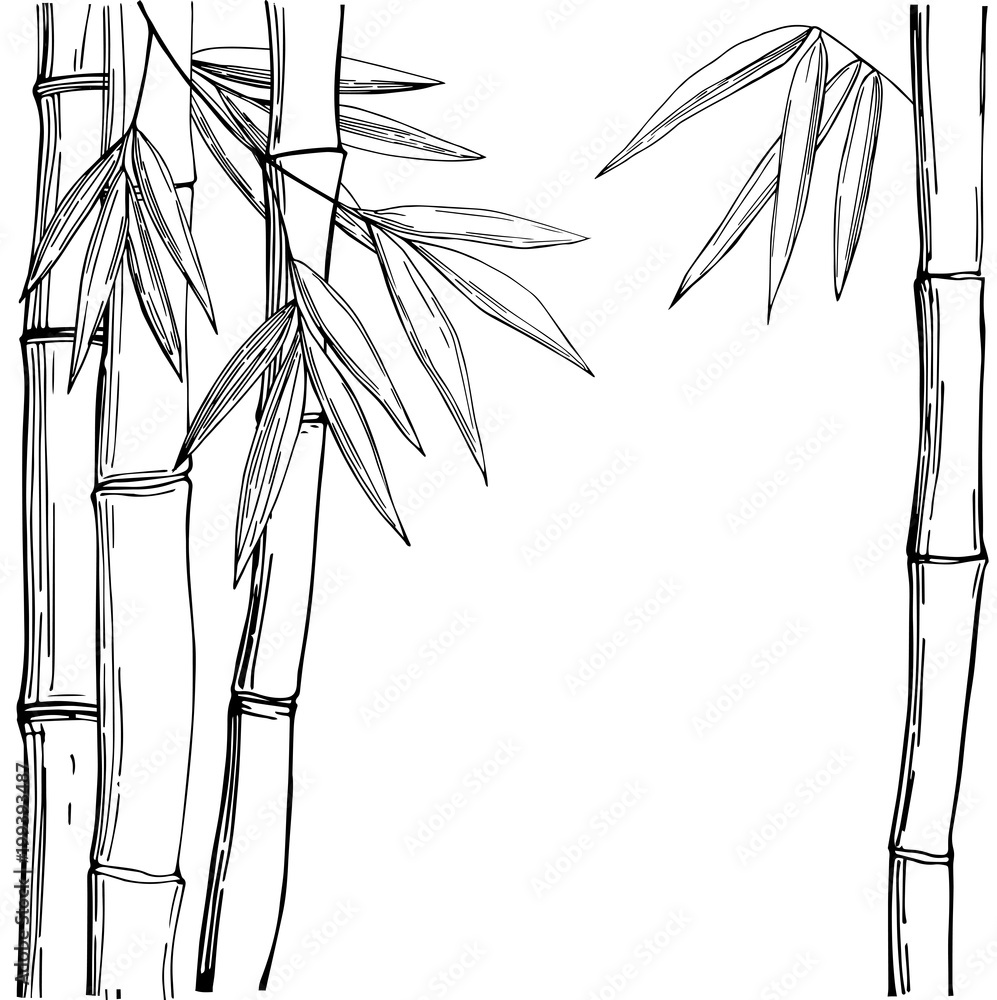 Naklejka premium Bamboo. Vector sketch illustration