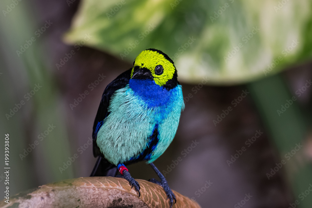 Obraz premium Closeup of a paradise tanager