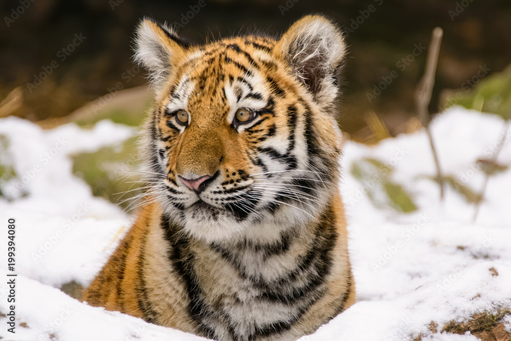 Obraz premium Closeup of a siberian tiger