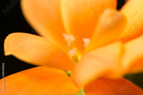 A small orange flower as a background