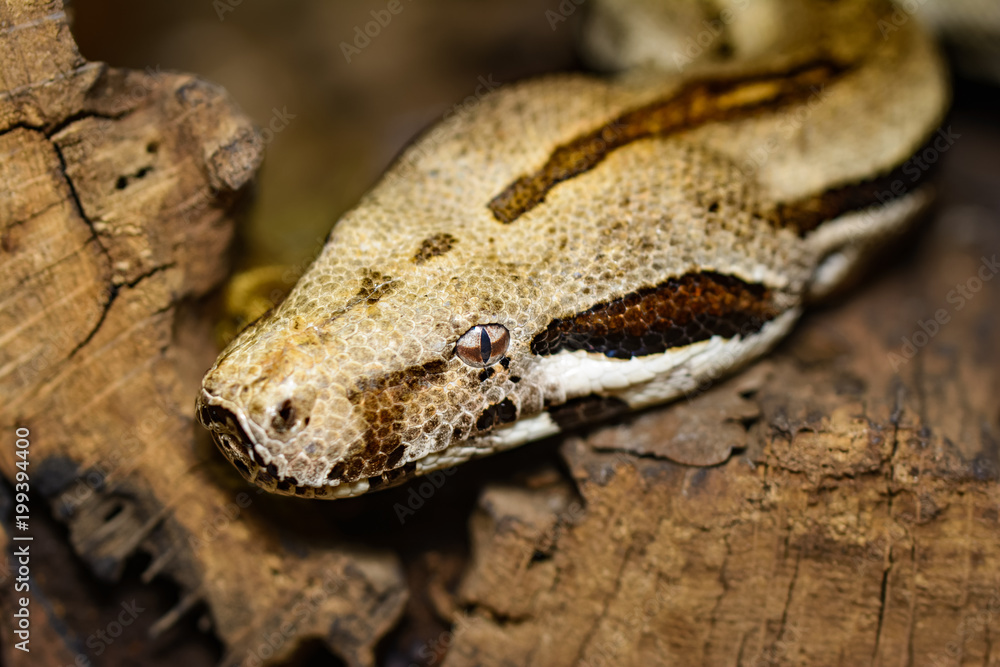 Closeup of a boa constrictor Closeup of a boa constrictor