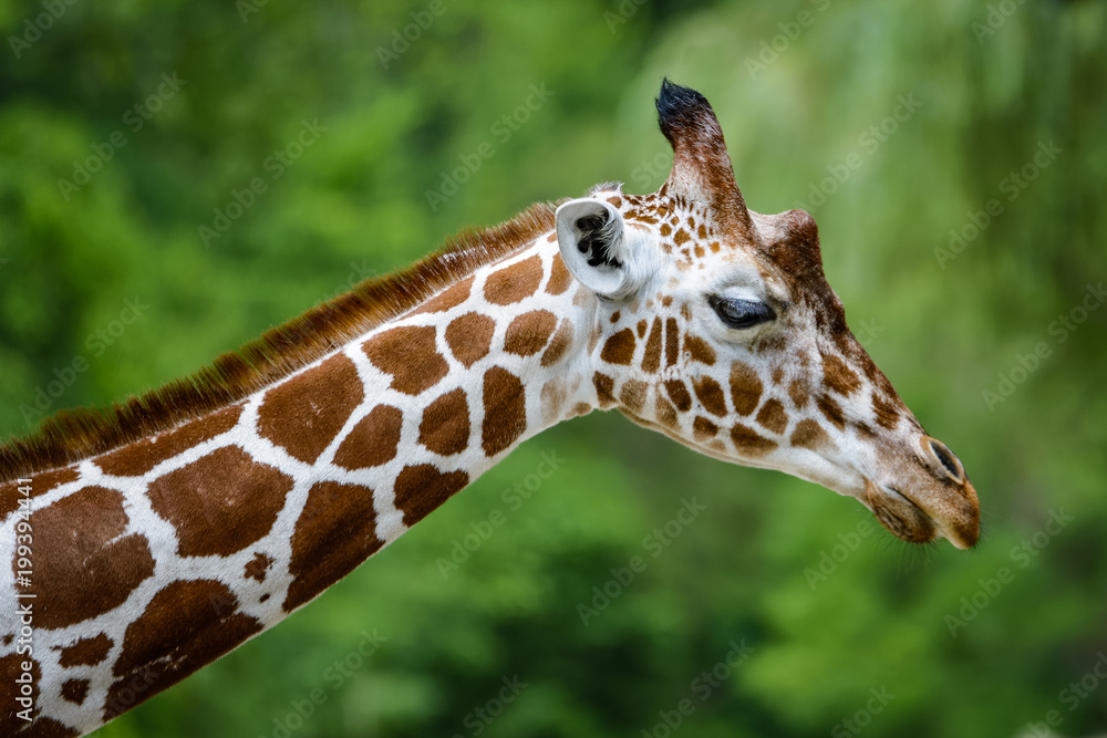 Closeup of a giraffe