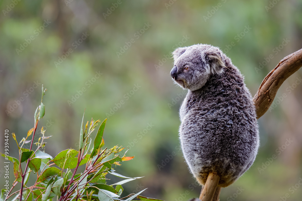 Coala bear sitting on a tree stump