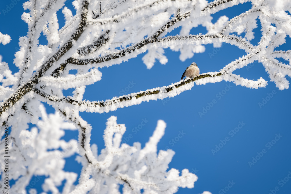 Long-tailed tit sitting on a snowy tree