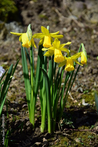 Fototapeta Naklejka Na Ścianę i Meble -  Osterglocken, Narzissen