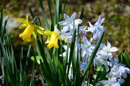 Fototapeta Naklejka Na Ścianę i Meble -  Osterglocken, Narzissen, Frühblüher
