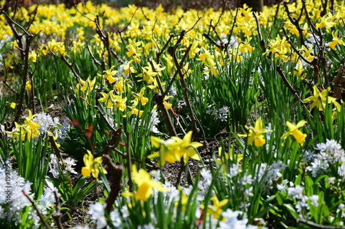 Fototapeta Naklejka Na Ścianę i Meble -  Osterglocken, Narzissen