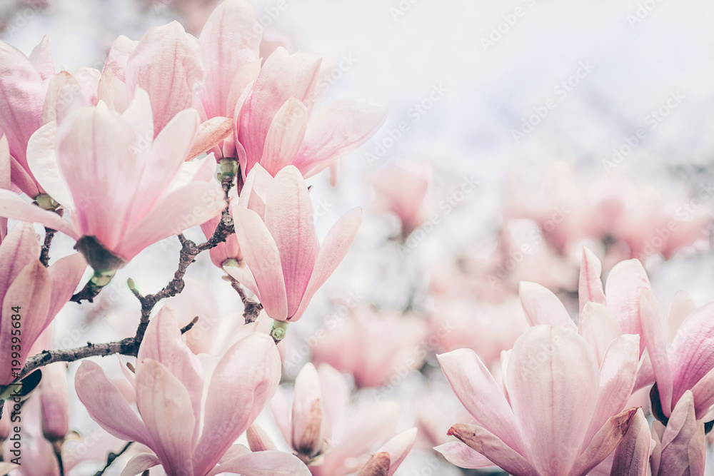 Fototapeta premium Magnolia kwitnie w świetle poranka. Kolory pastelowe