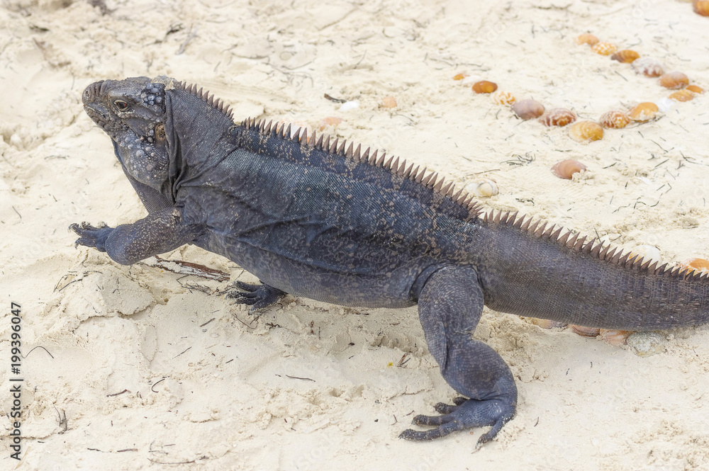 Large scaly Iguana close-up against a background of sand Large scaly Iguana close-up against a background of sand