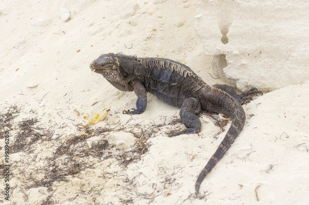 Large scaly Iguana close-up against a background of sand Large scaly Iguana close-up against a background of sand