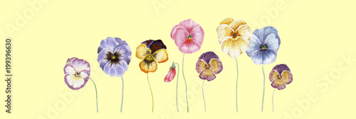 Watercolor vector pansy flowers