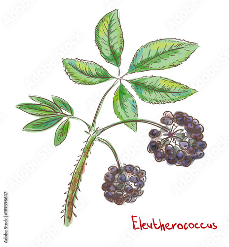 Eleutherococcus, Eleuthero or Siberian ginseng. Vector illustration