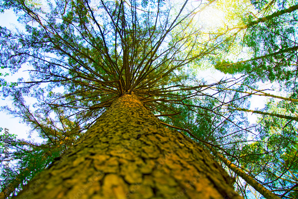 © Юлия Моисеенко - large, high pine, bottom-up view, beautiful tree bottom view. © Юлия Моисеенко - large, high pine, bottom-up view, beautiful tree bottom view.
