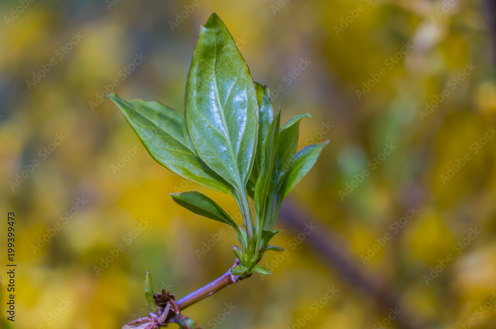 fresh green leaf bud in spring fresh green leaf bud in spring