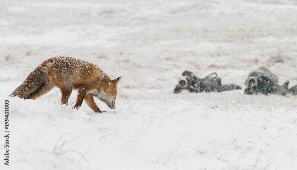 Fototapeta premium Red fox in a white winter landscape 