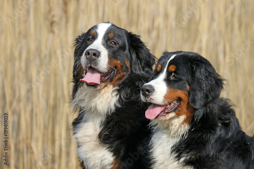 Berner Sennenhunde