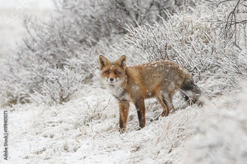 Red fox in a snowy landscape during wintertime 
