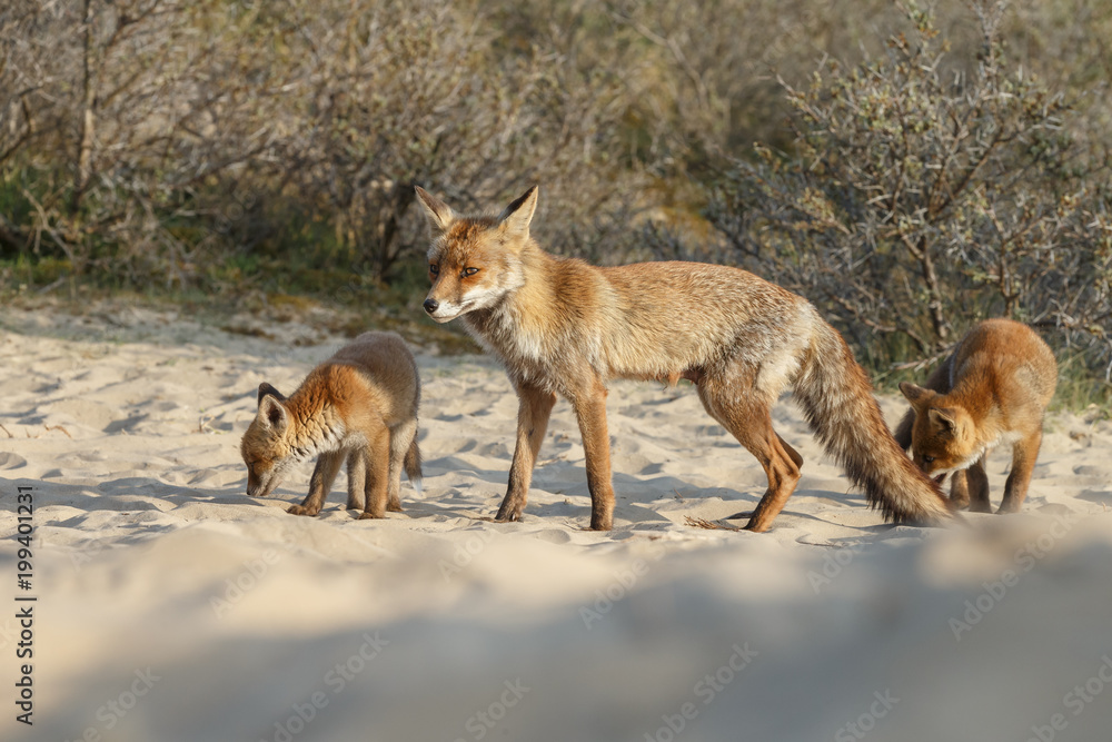 Red fox in a snowy landscape during wintertime
Red fox in a snowy landscape during wintertime