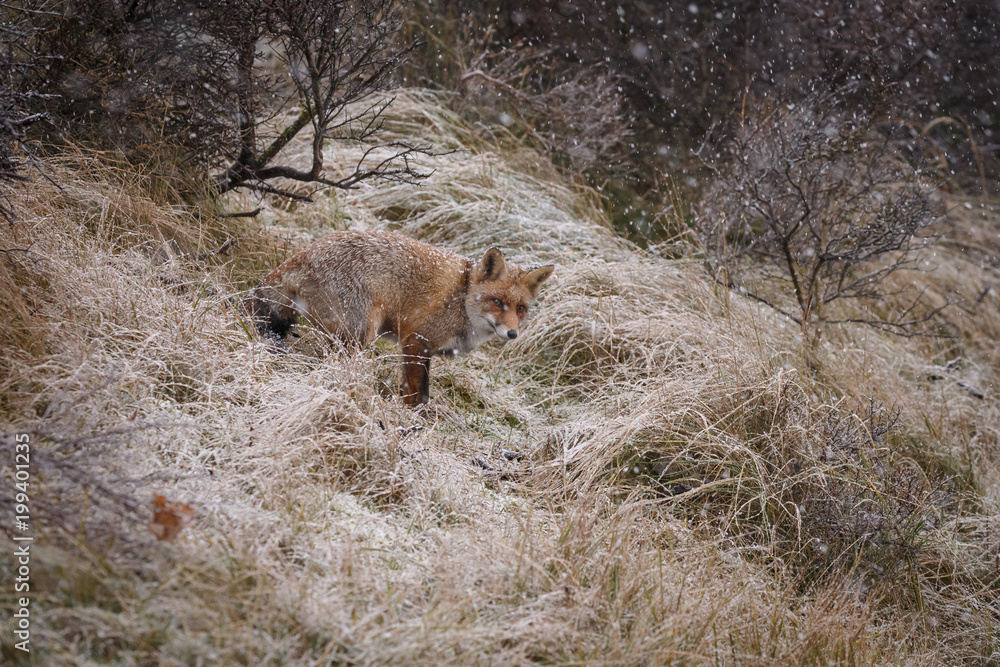 Red fox in a snowy landscape during wintertime
Red fox in a snowy landscape during wintertime