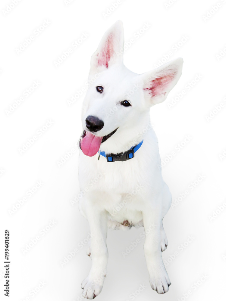 White shepherd dog isolated on white background