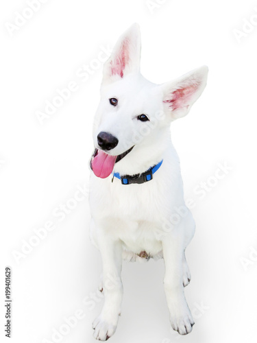 White shepherd dog isolated on white background