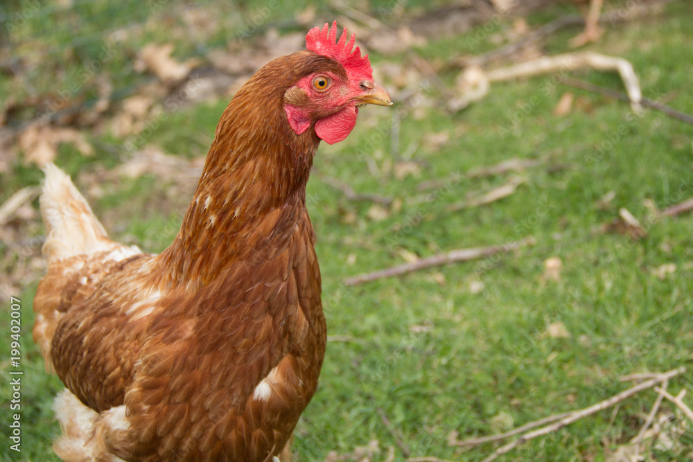 Poule rousse dans l'herbe