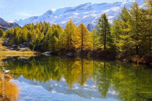Colorful trees in autumn at Grindjisee Lake, Zermatt with Alps snow mountains at the background, Switzerland