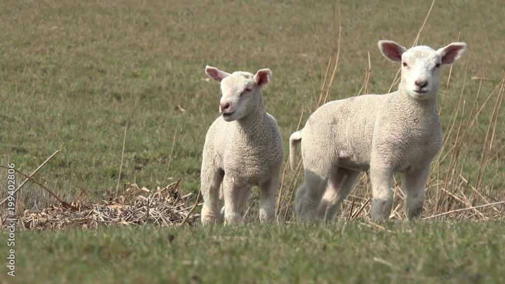 Lambs standing on pasture and looking Lambs standing on pasture and looking