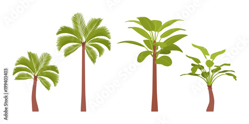 Palm trees set