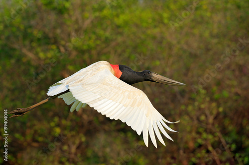 Jabiru stork fly. Jabiru, Jabiru mycteria, black and white bird in the green water with flowers, open wings, wild animal in the nature habitat, Pantanal, Brazil. Flying white bird in tropic forest.