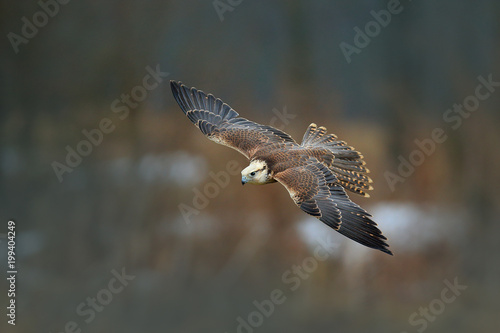 Saker falcon fly, Falco cherrug, bird of prey flight. Forest in cold winter, animal in nature habitat, Greece. Wildlife scene form nature. Bird flight. Rare bird with white head.
