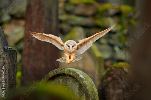 Magic bird barn owl, Tito alba, flying above stone fence in forest cemetery. Wildlife scene nature. Animal behaviour in wood. Barn owl fly, open wings, dark nature. Czech. Owl landing. Urban wildlife.