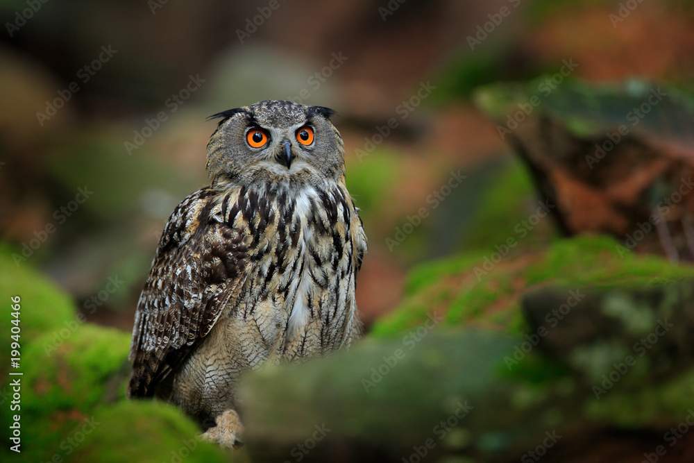 Fototapeta premium Owl in forest habitat, green moss stone. Eurasian Eagle Owl witb big orange eye, Poland. Bird action wildlife scene nature, rock hill habitat. Bird in autumn wood with stone.