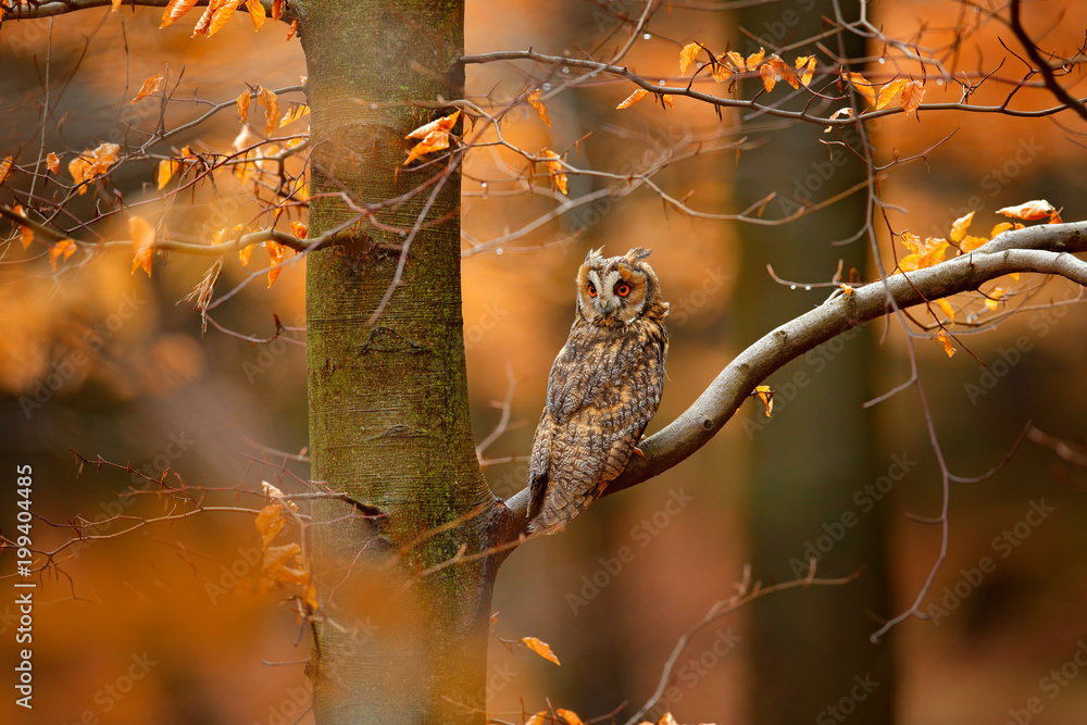 Fototapeta premium Sowa w pomarańczowym lesie, żółte liście. Uszatka z pomarańczowymi liśćmi dębu jesienią. Scena dzikiej przyrody, Szwecja. Zwierzę w środowisku jesiennym. Pomarańczowe liście dębu z pięknym ptakiem.