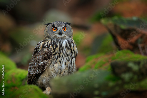 Owl in forest habitat, green moss stone. Eurasian Eagle Owl witb big orange eye, Poland. Bird action wildlife scene nature, rock hill habitat. Bird in autumn wood with stone.
