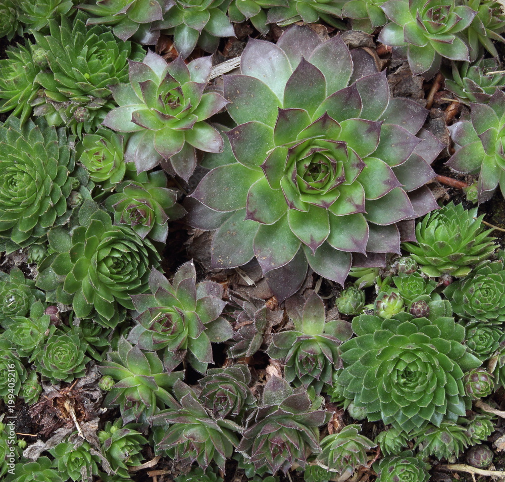Sempervivum composed of tufted leaves in rosettes. Sempervivum composed of tufted leaves in rosettes.