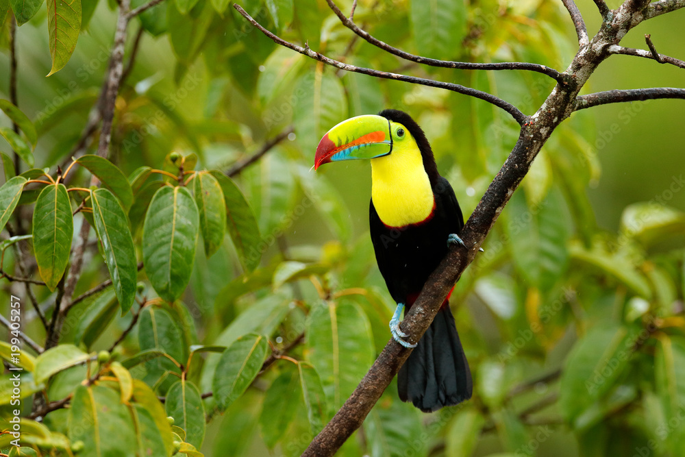 Toucan sitting on the branch in the forest, green vegetation, Panama. Nature travel in central America. Keel-billed Toucan, Ramphastos sulfuratus, bird with big bill. Wildlife Panama. Toucan sitting on the branch in the forest, green vegetation, Panama. Nature travel in central America. Keel-billed Toucan, Ramphastos sulfuratus, bird with big bill. Wildlife Panama.