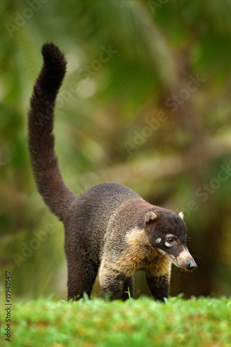 Raccoon, Procyon lotor, in green grass, tropic junge, Costa Rica. Animal in forest habitat, green vegetation. Animal from tropic Costa Rica. Raccoon with long tail. Mammal in nature habitat, wildlife.