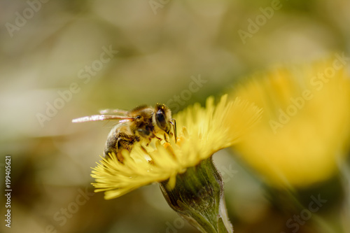 Tableau sur toile bee on coltsfoot
