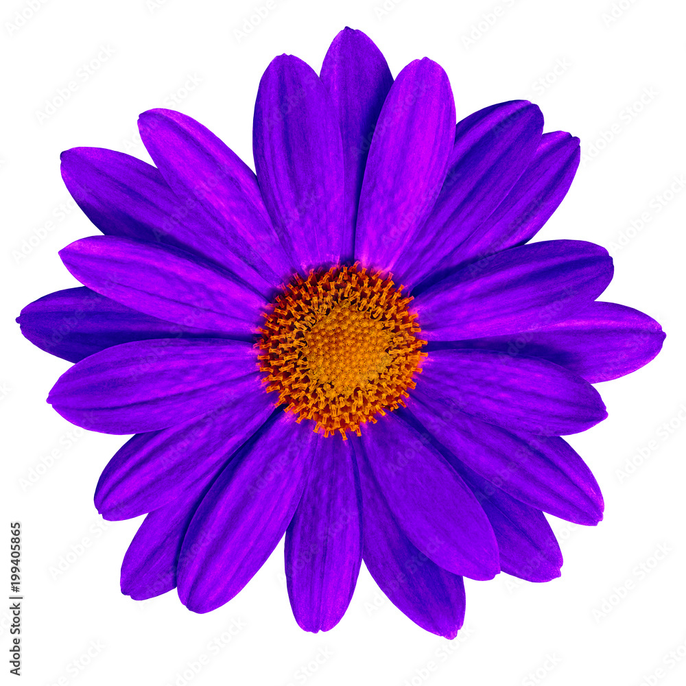Garden flower lilac orange daisy isolated on white background. Close-up. Macro. Element of design. Garden flower lilac orange daisy isolated on white background. Close-up. Macro. Element of design.