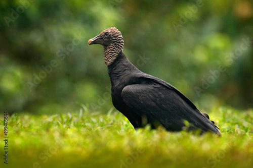 Wildlife Mexico. Ugly black bird Black Vulture  Coragyps atratus  sitting in the green vegetation  bird with open wing. Vulture in forest habitat. Green grass forest habitat.